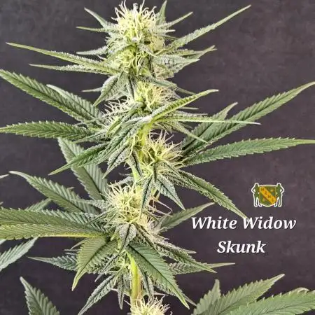 White MSNL