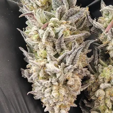 Kannabia New Year Grow