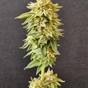 Mexican Sativa