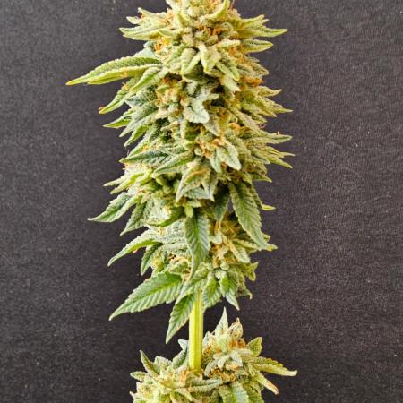 Mexican Sativa
