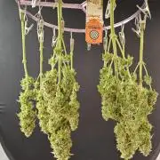 A Kannabian Sunset