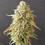 Kannabia New release