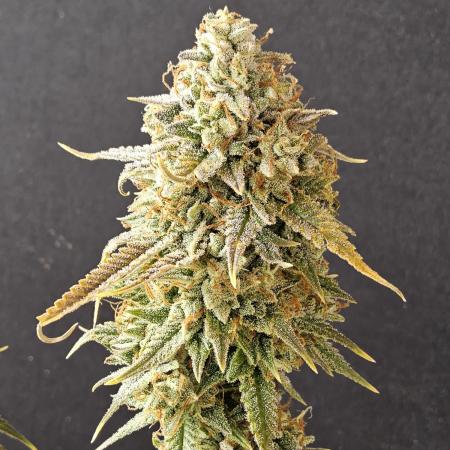 Kannabia New release