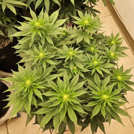 Mexican Sativa