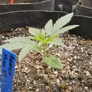 Amnesia go fast