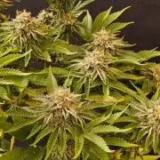 Mexican Sativa