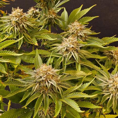 Mexican Sativa