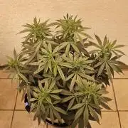 Bubba Seedsman