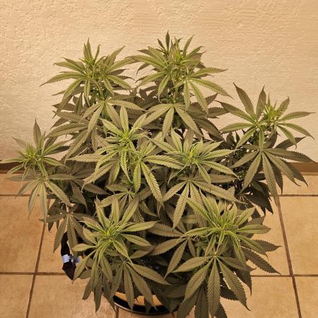 Bubba Seedsman