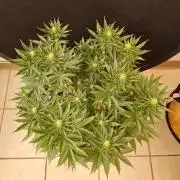 White Widow Plus