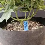 Seedsman, Alaskan Do-Si-Dos