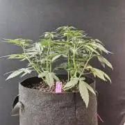 Regrow of Cheesus