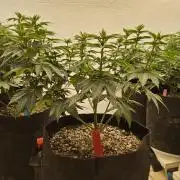 Mexican Sativa