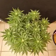 Mexican Sativa