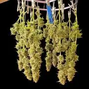 Bubba Seedsman