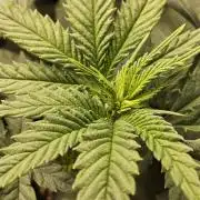 Regrow of Cheesus