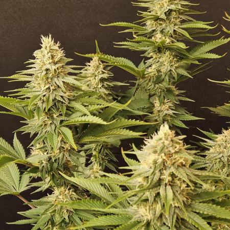 Seedsman, Alaskan Do-Si-Dos