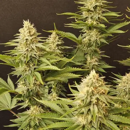 Seedsman, Alaskan Do-Si-Dos