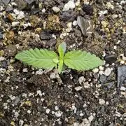 Amnesia go fast