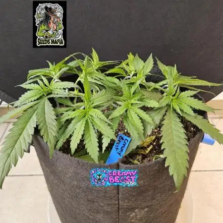 Creamy Seeds Mafia