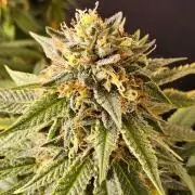 Bubba Seedsman