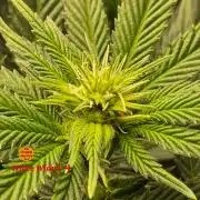 White Widow Plus