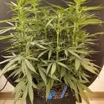 Creamy Seeds Mafia