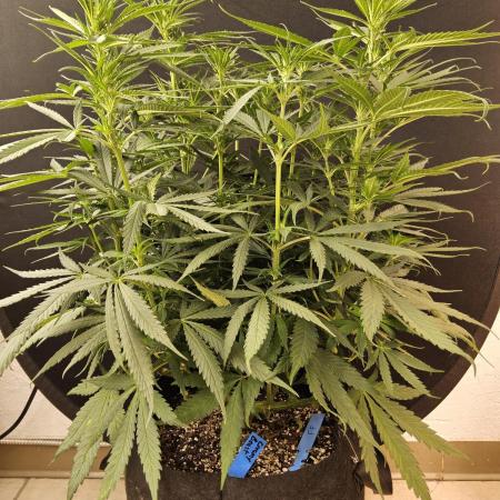 Creamy Seeds Mafia