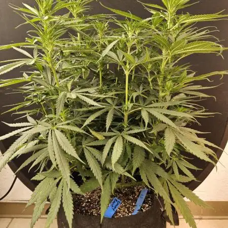 Creamy Seeds Mafia