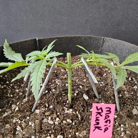Mafia Skunk