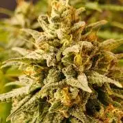 Amnesia go fast
