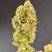 Amnesia go fast
