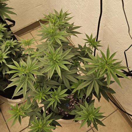 Amnesia go fast