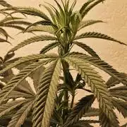 Bubba Seedsman