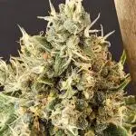 Seedsman, Alaskan Do-Si-Dos