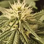 Seedsman, Alaskan Do-Si-Dos