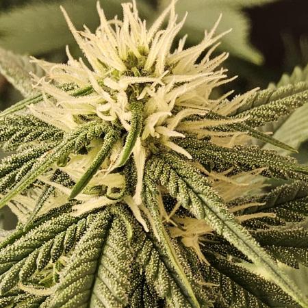 Seedsman, Alaskan Do-Si-Dos