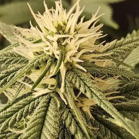 Seedsman, Alaskan Do-Si-Dos