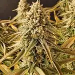 Kannabia New release