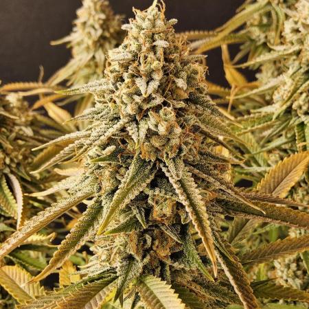 Kannabia New release