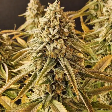 Kannabia New release