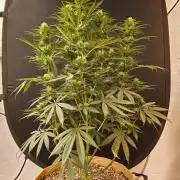 Bubba Seedsman