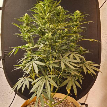Bubba Seedsman