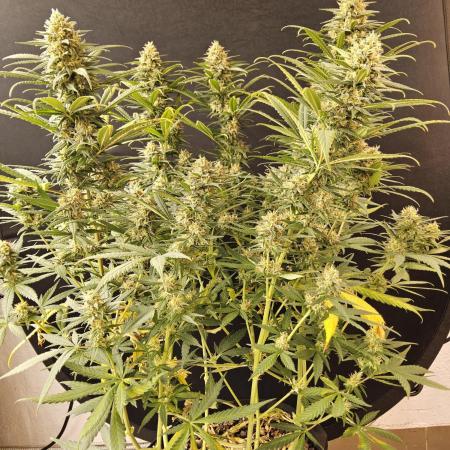 Mafia Skunk