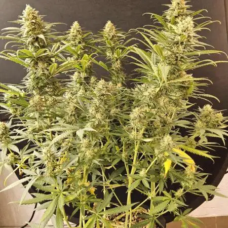 Mafia Skunk