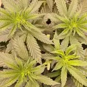 Bubba Seedsman