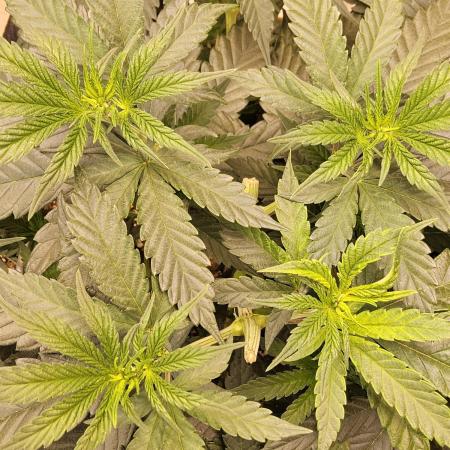 Bubba Seedsman