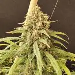 Mafia Skunk