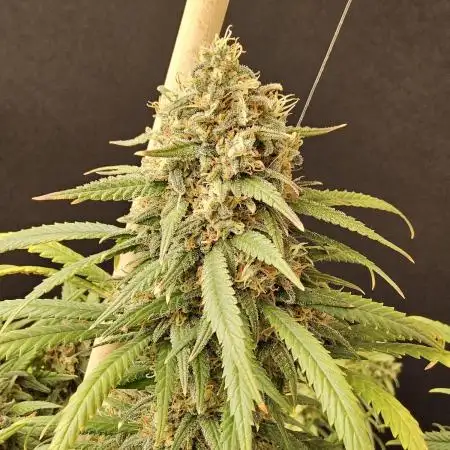 Mafia Skunk