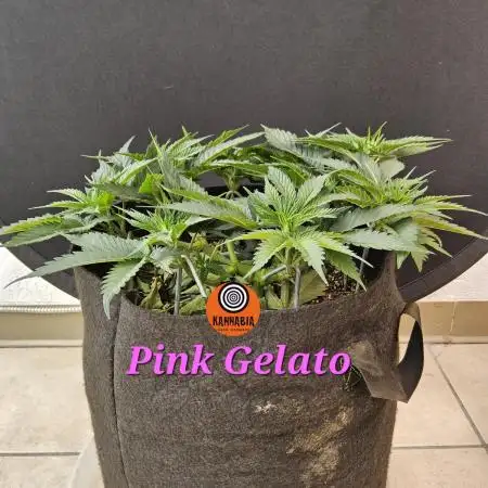 Kannabia Pink